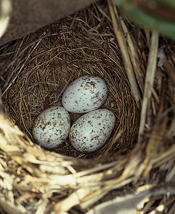 White-browed Scrub Robin eggs